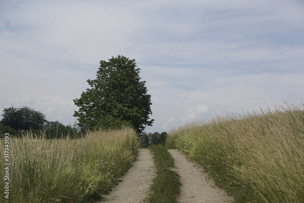 Idyllic dirt road trough fields with trees on wayside and blue sky Idyllic dirt road trough fields with trees on wayside and blue sky
