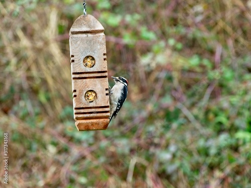 Downy woodpecker feeding on a suet from feeder