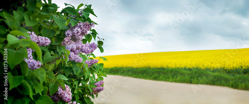 panoramic view of Lilacs and a rapeseed field in the background