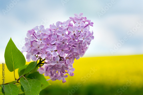 Lilacs and a rapeseed field in the blurred background