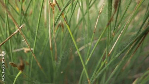 Kleien pink lilane Blume mit grünem gras im Hintergrund, Schlucht von Verdon Südfrankreich