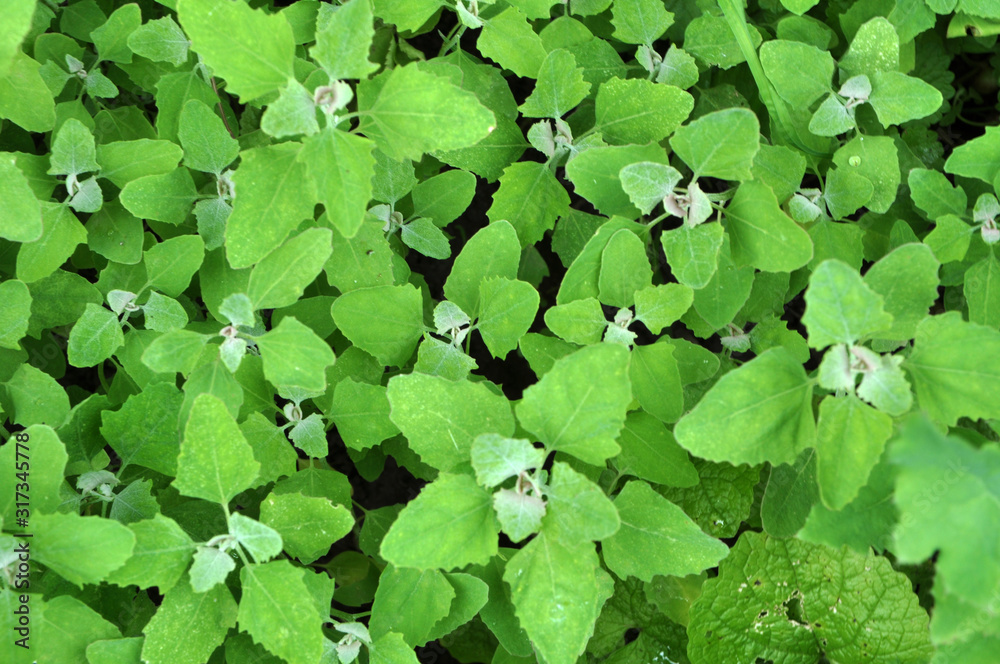 In nature, the grows quinoa (Chenopodium) In nature, the grows quinoa (Chenopodium)