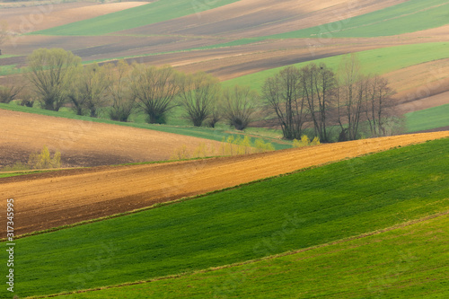 Spring fields in Ponidzie in Poland- fields near Kielce and Krakow.  © PawelUchorczak