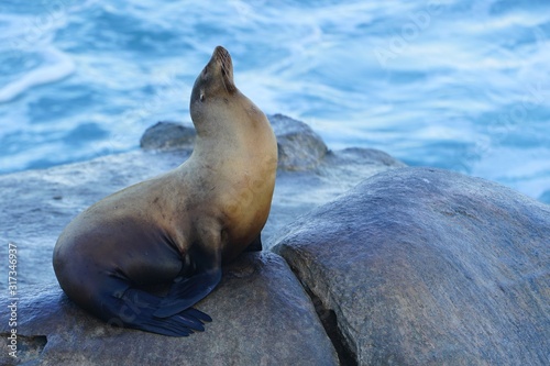 Wild seals on the rocks in La Jolla, California