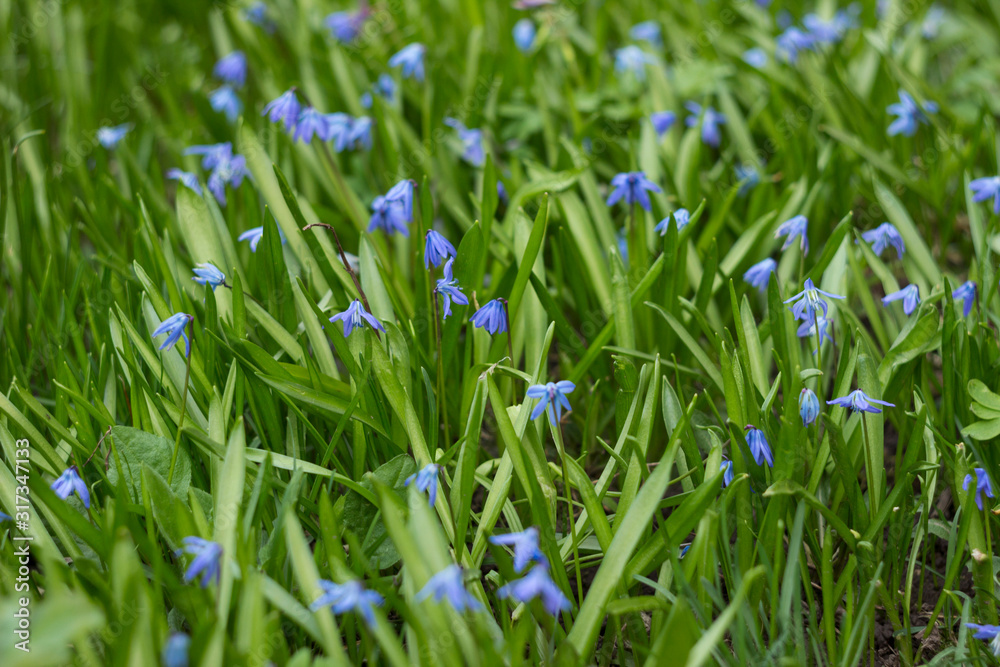 Scilla Siberica or Blue Snowdrop - spring blue flowers, close up. First spring bluebells. Background Scilla Siberica or Blue Snowdrop - spring blue flowers, close up. First spring bluebells. Background