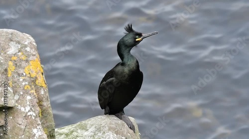 European shag / common shag (Phalacrocorax aristotelis) perched on rock in sea cliff in spring, Shetland Islands, Scotland, UK photo