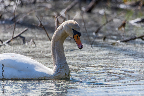 Fototapeta Naklejka Na Ścianę i Meble -  Swan swimming on the lake