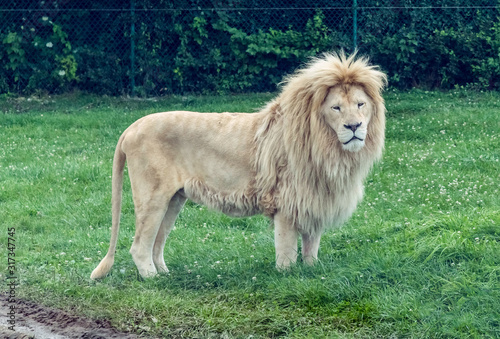 Wild animal White African Lion in Hamilton Safari  Ontario  Canada