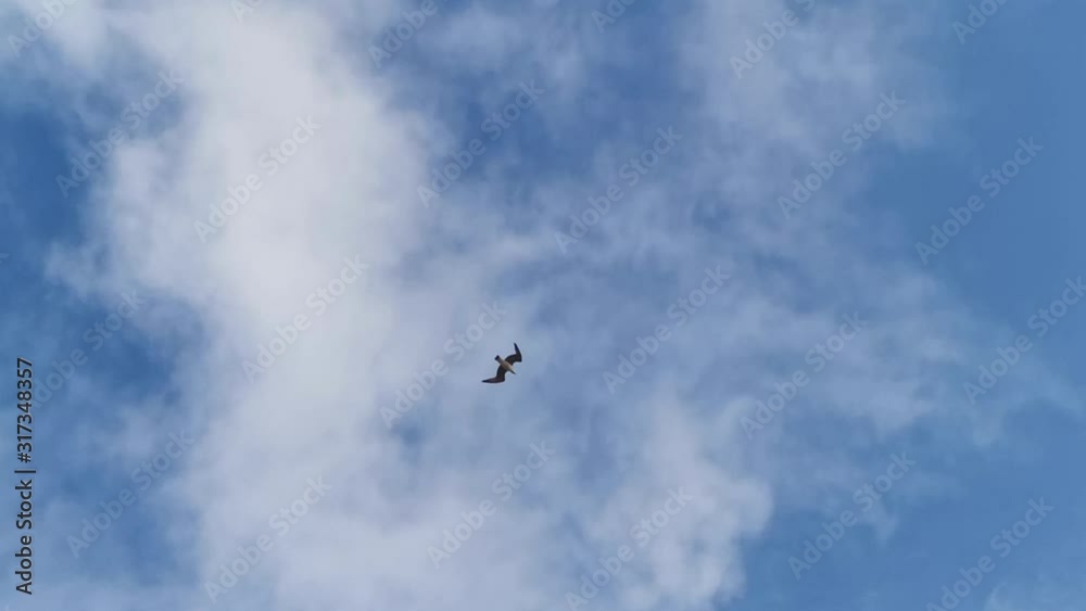 Seagulls fly high in the clouds Seagulls fly high in the clouds