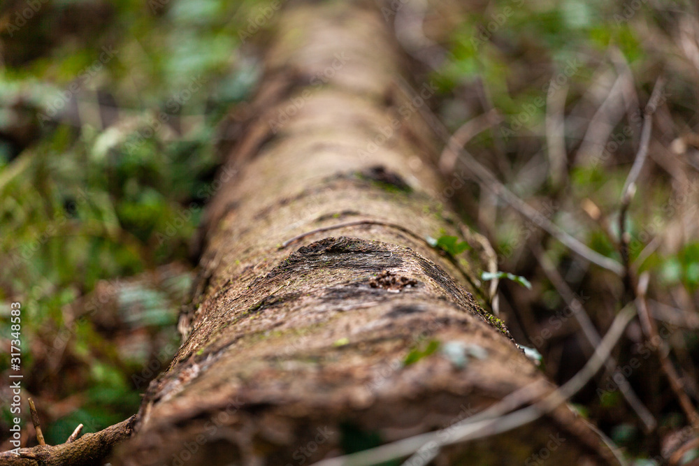 Obraz premium Log in undergrowth showing selective focus