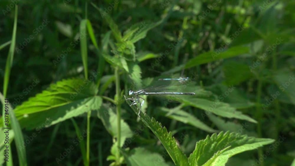 Dragonflies fly near the nettle. Damselfly flight. Slow motion, 480 fps Dragonflies fly near the nettle. Damselfly flight. Slow motion, 480 fps