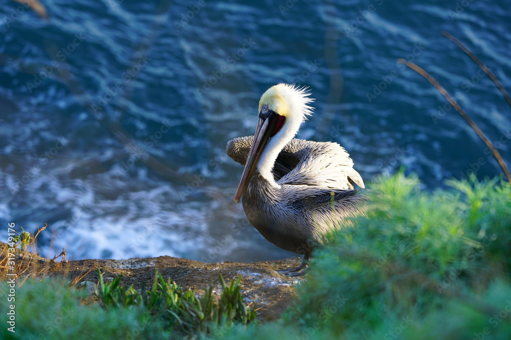 Fototapeta premium View of wild brown California pelicans (Pelecanus occidentalis californicus) in the La Jolla cove near San Diego, California