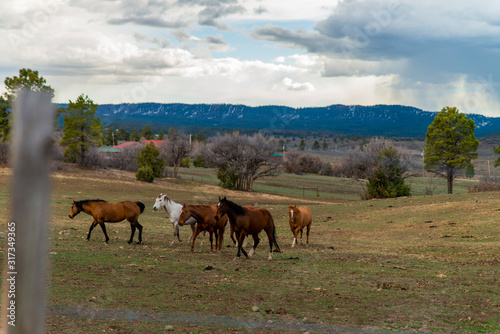 Horses - Colorado © Luca