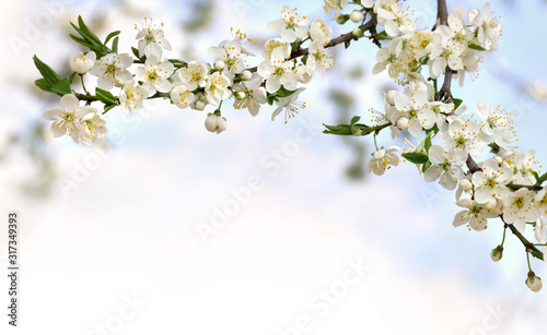 Blooming cherry plum tree, flowers on twig on a spring day with space for text