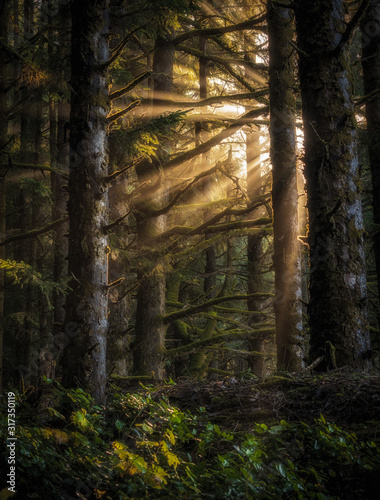 Woodland Lightrays - Oregon Coast