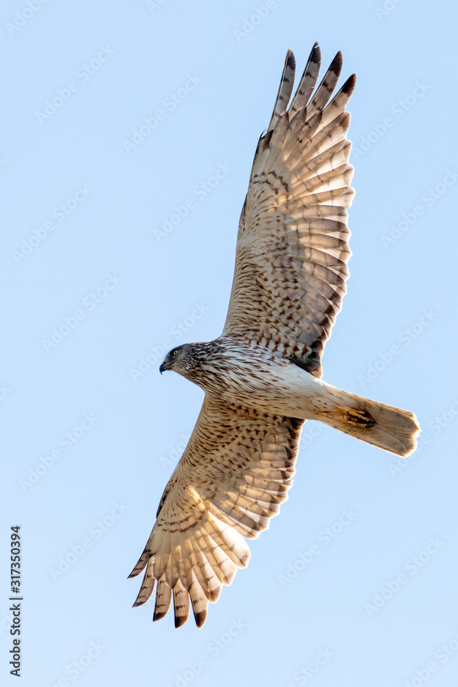 Fototapeta premium Australasian Harrier in New Zealand