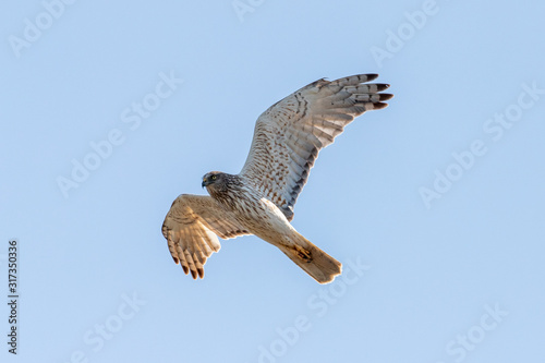 Australasian Harrier in New Zealand photo