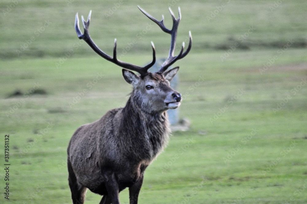 Fototapeta premium Scotland deer isle of arran wildlife