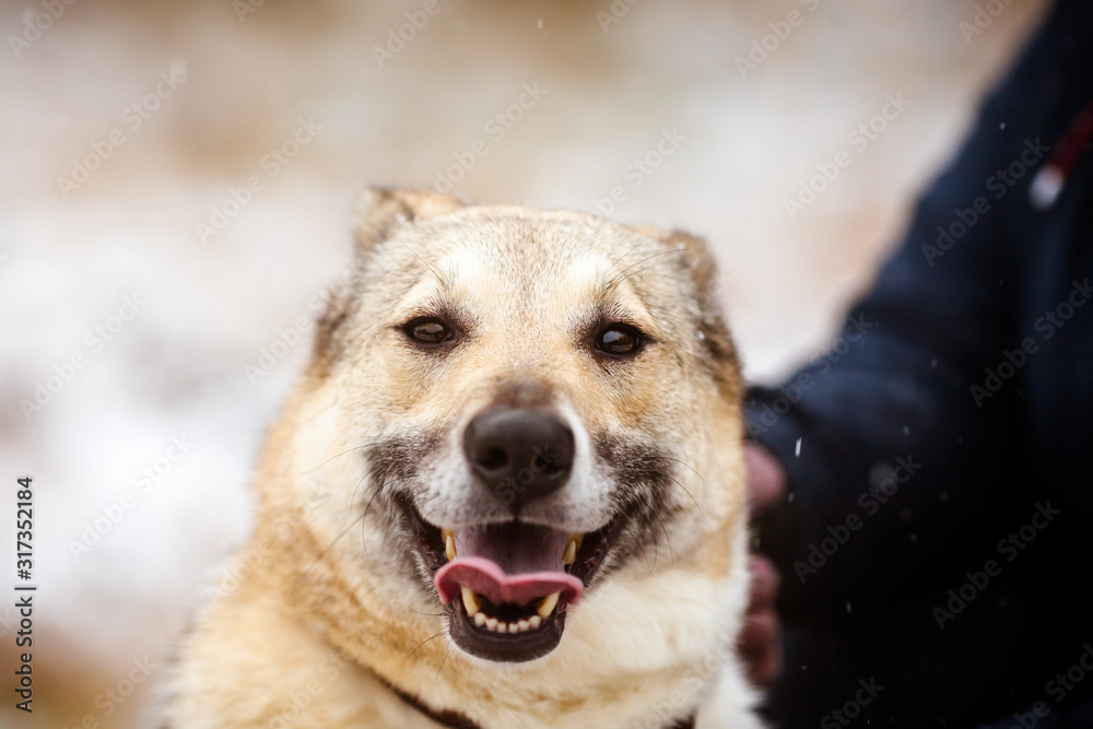 Funny smiling dog. Defocused portrait of a laughing dog with a pink tongue Funny smiling dog. Defocused portrait of a laughing dog with a pink tongue