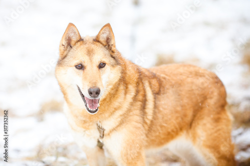 Ginger dog, winter portrait. Blured bright portrait of a hunting dog in the forest