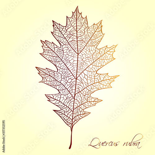 Northern red oak leaf fiber (Quercus rubra)
