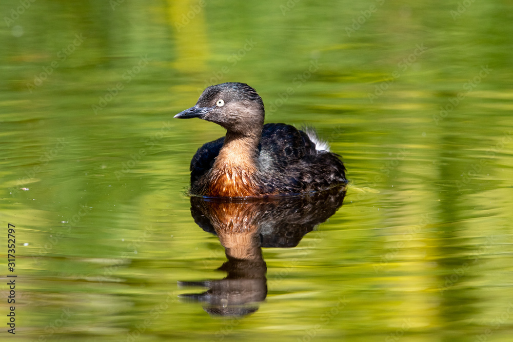 Fototapeta premium Dabchick New Zealand Grebe