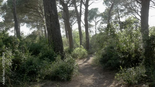 Waldweg zwischen grünen Kiefern im süden von Frankreich