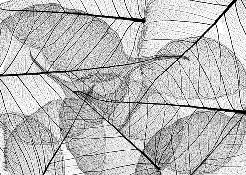 black leaves on white background - textured background © Vera Kuttelvaserova
