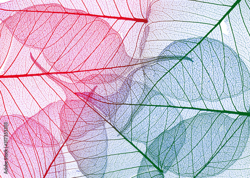 colored leaves on white background - textured background © Vera Kuttelvaserova