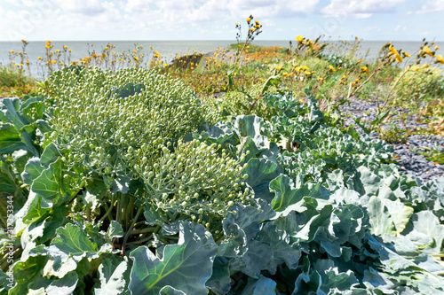 Sea kale  sea cole  seakale  sea colewort  or crambe maritima on a pier near the Afsluitdijk in The Netherlands. A wild vegetable that grows wild along the coasts of Europe.