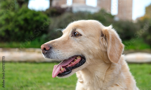 Yellow labrador retriever on green grass lawn outdoor park