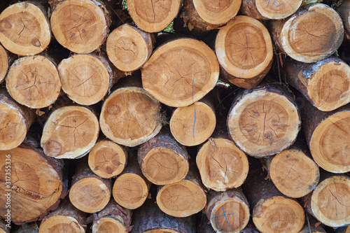 Pine logs stacked in the forest