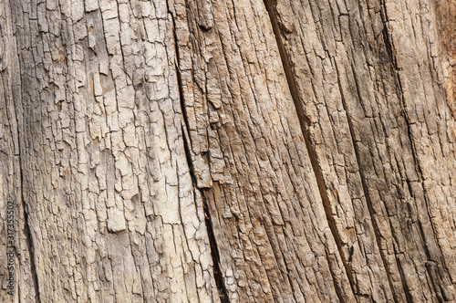 old tree bark texture background