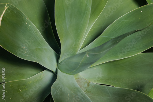 green leaves of succulent plant