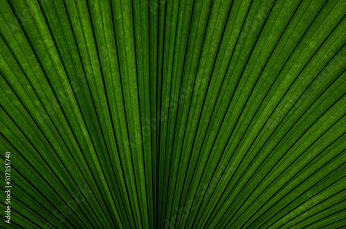 Back lighted palm leaf  close up texture