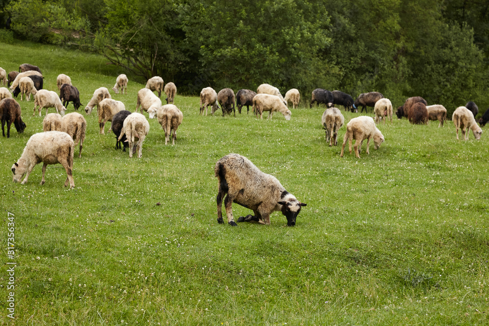 Herd of sheep in the mountains - The Tatra Mountains, Slovakia Herd of sheep in the mountains - The Tatra Mountains, Slovakia
