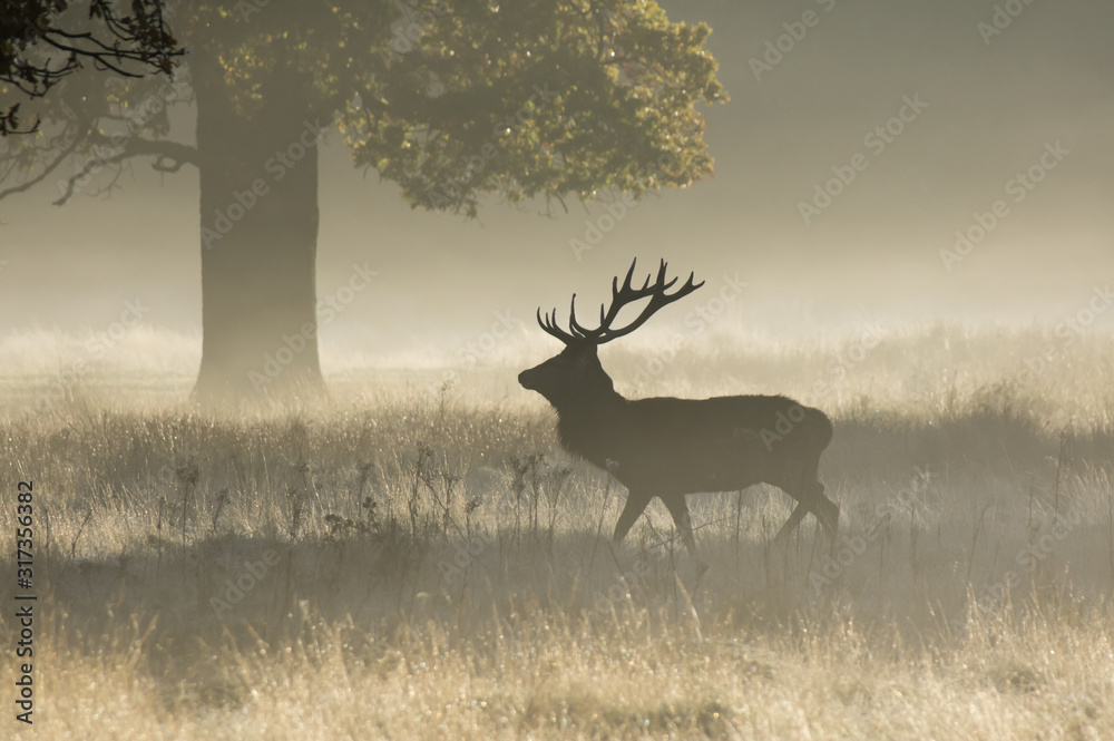 Obraz premium Red Deer (Cervus Elaphus) stag on a foggy morning