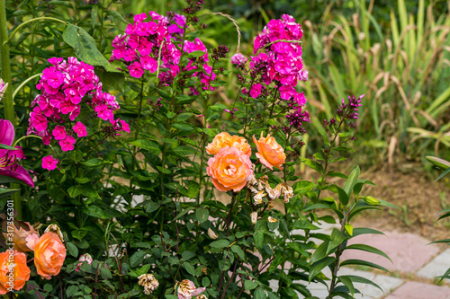 Garden Phlox (Phlox paniculata), flowers of summer © Olga