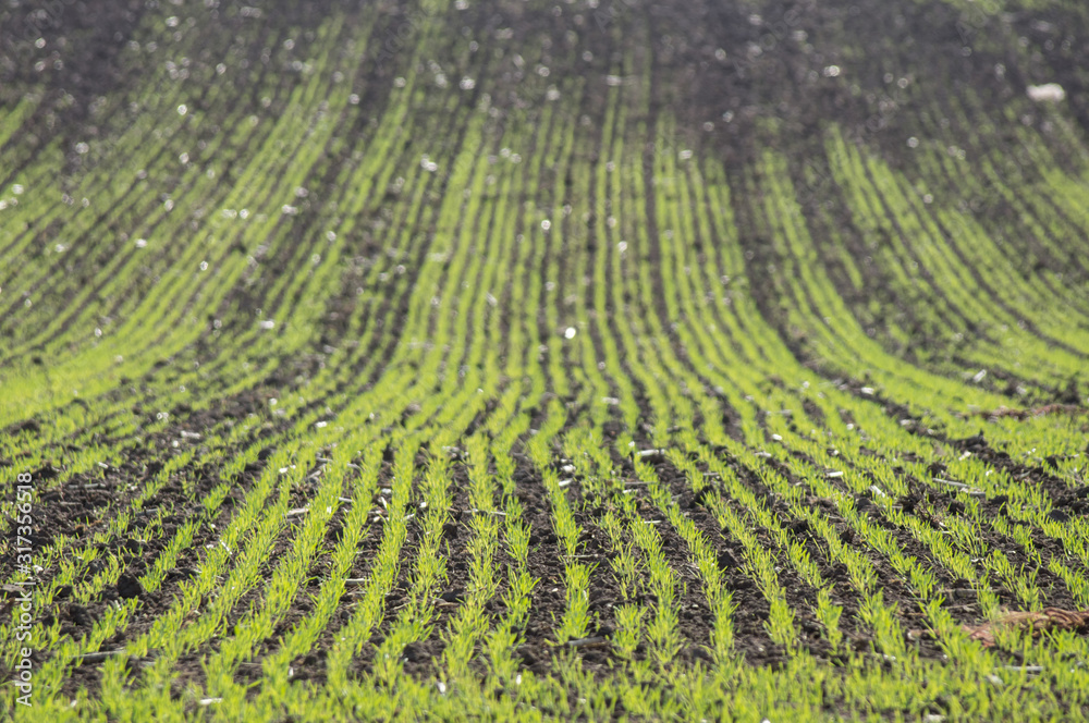 Rows of young crops planted in soil