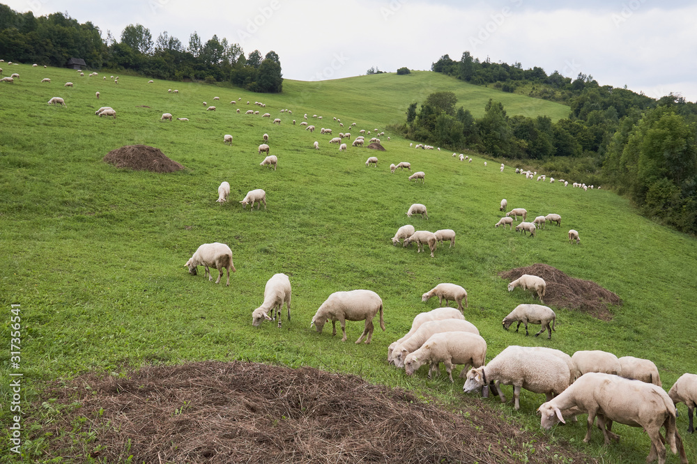 Herd of sheep in the mountains - The Tatra Mountains, Slovakia
