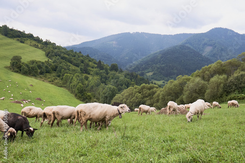 Herd of sheep in the mountains - The Tatra Mountains, Slovakia