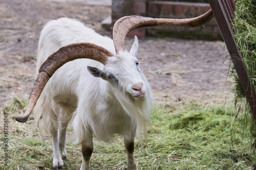 Beautiful white goat with big horns eats grass in the yard