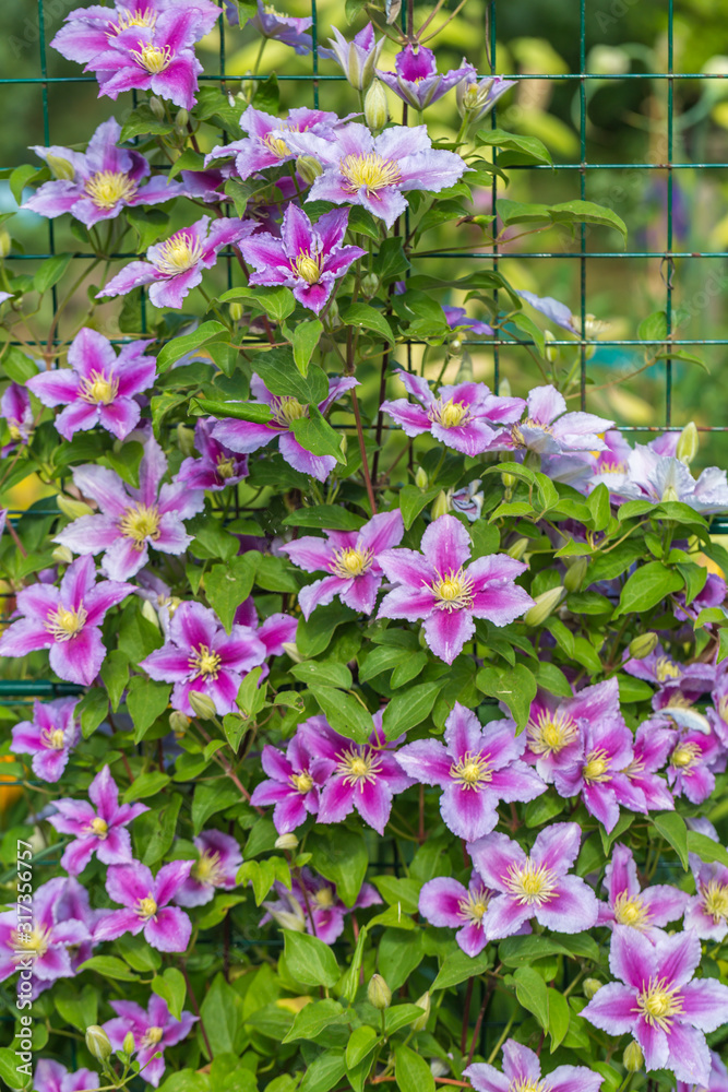 purple flowers in the garden purple flowers in the garden