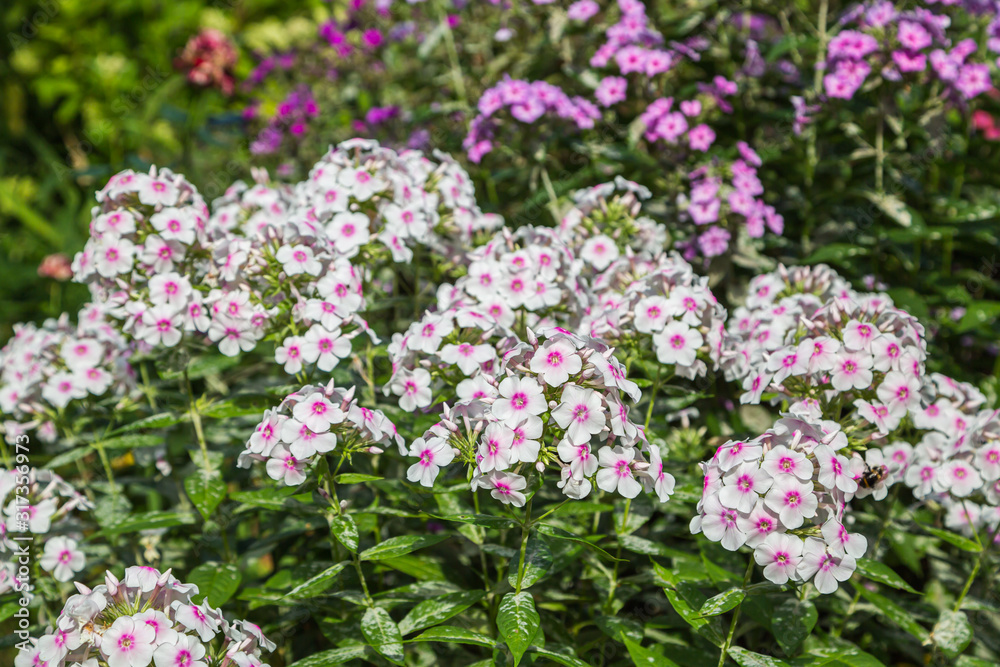 Phlox paniculata Europa in garden. Powdery mildew on phlox leaves Phlox paniculata Europa in garden. Powdery mildew on phlox leaves