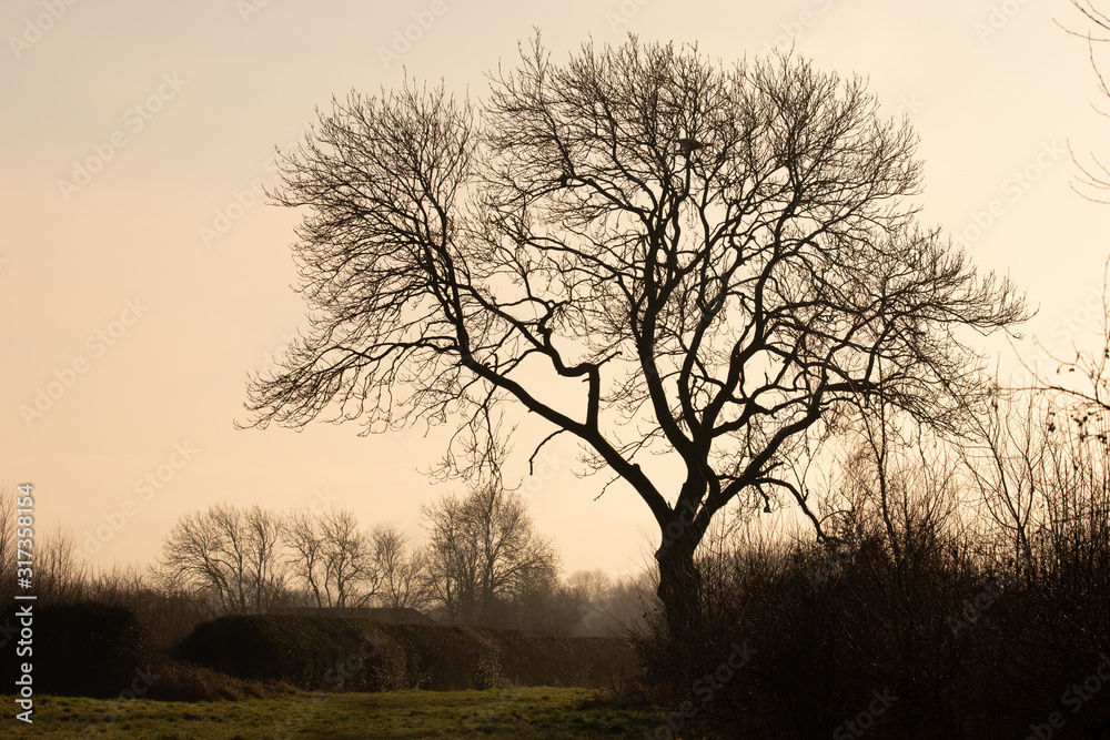 tree silhouette 