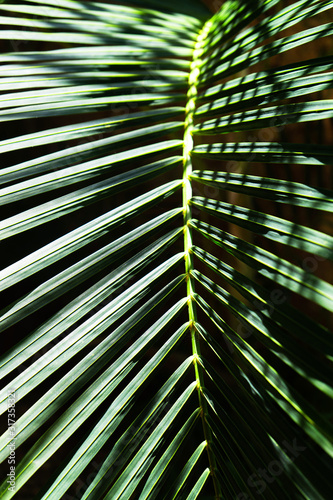 Coconut palm trees beautiful tropical background.