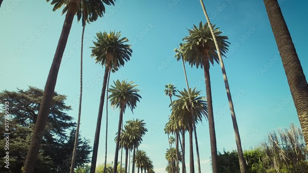 Beverly Hills street with palm trees. Sunny day. Los Angeles, California. United States.