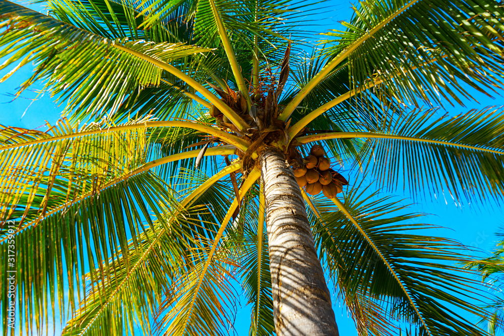 Fototapeta premium Coconut palm trees beautiful tropical background.