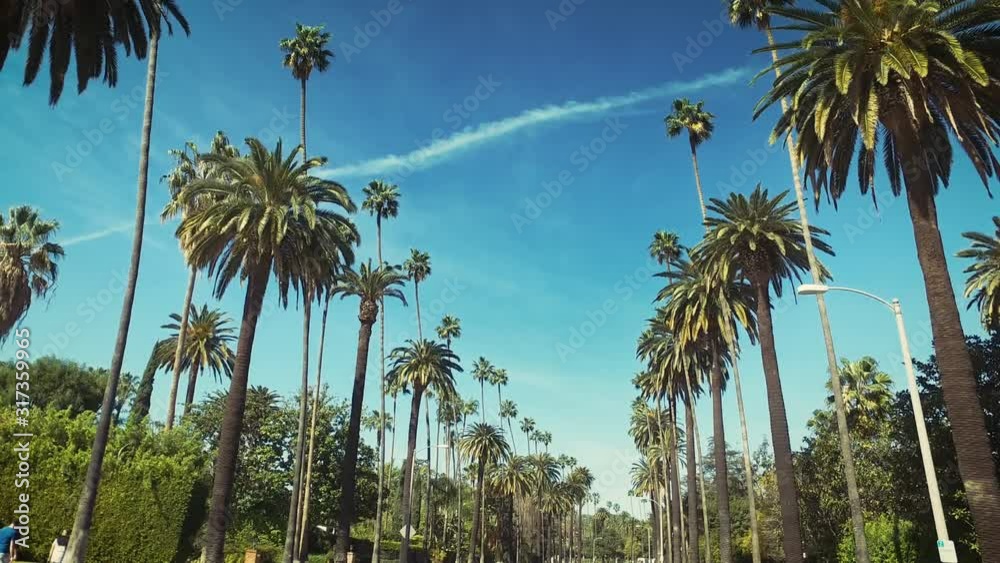 Palm trees passing by a blue sky. Driving through the sunny Beverly Hills. Los Angeles, California. Green. 