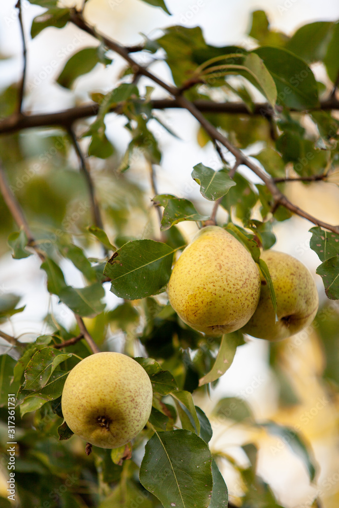 A branch of ripe pears on a tree in an orchard